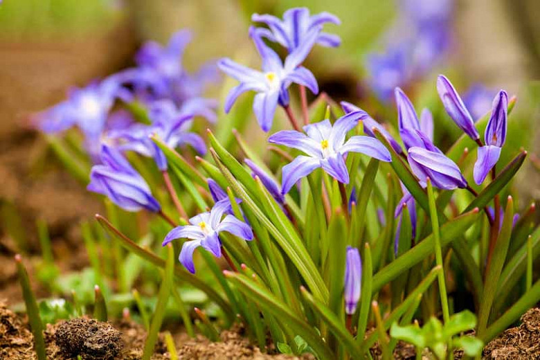 Chionodoxa Glory Of The Snow